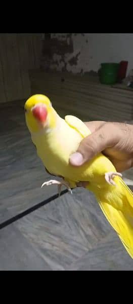 yellow ring tamed talking male blue ring neck 2