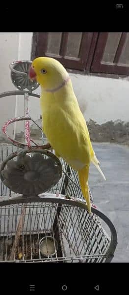 yellow ring tamed talking male blue ring neck 7