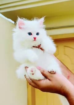 Persian beautiful cat for sale0344/00/63/354 my WhatsApp number