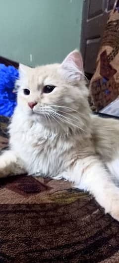 Persian Cat Male 6 Months old