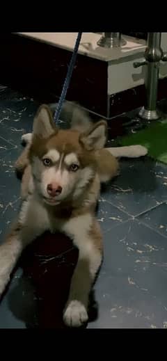 Siberian Husky Female up for sale