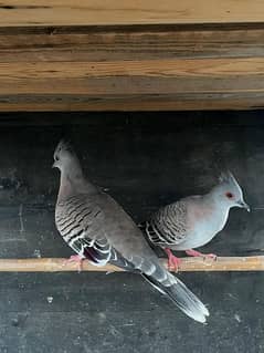 Crusted Dove | Dove