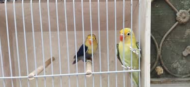 Love Birds Breeder pairs