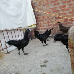 ayam cemani