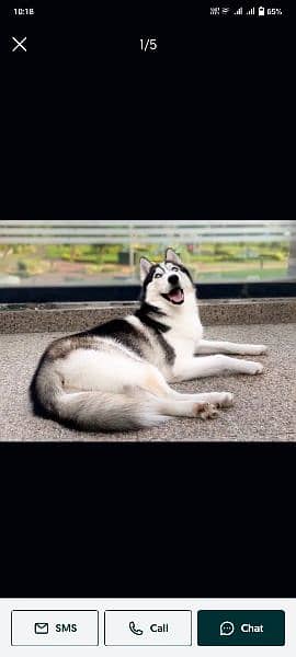 sibrain husky very friendly and cuteness 0