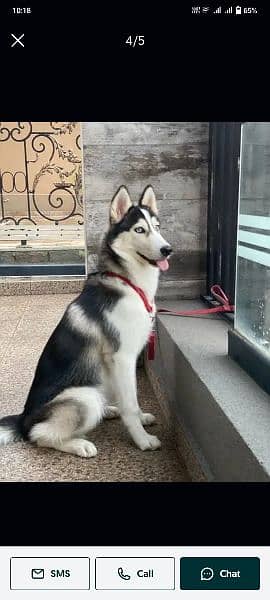 sibrain husky very friendly and cuteness 1