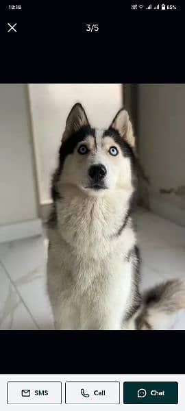 sibrain husky very friendly and cuteness 3