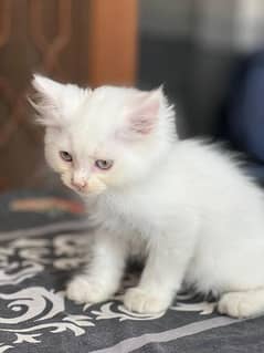 Persian white kittens pairs