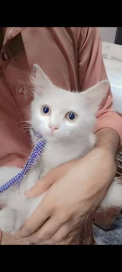 white russion cat