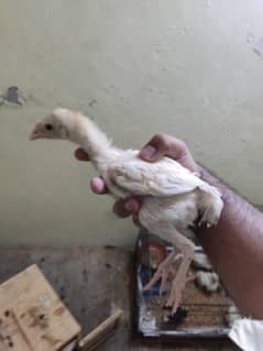 paper white heera Aseel chick 0