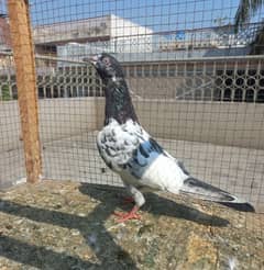 pigeon