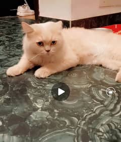 Persian cat light brown coloured