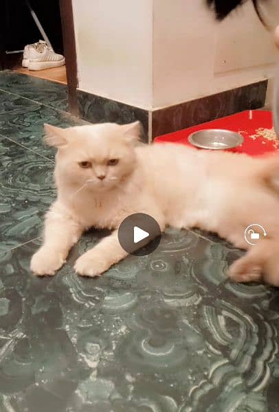 Persian cat light brown coloured 2