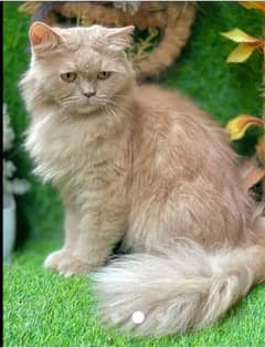 Persian cat light brown coloured