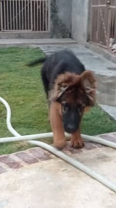 show quality German shepherd long coat gsd male puppy 0