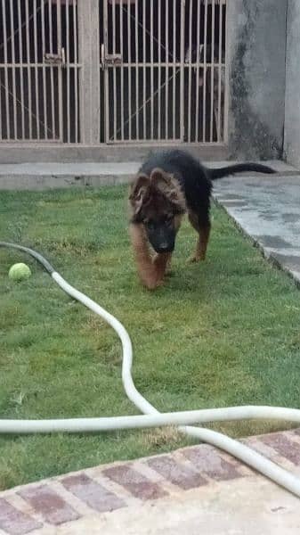 show quality German shepherd long coat gsd male puppy 1