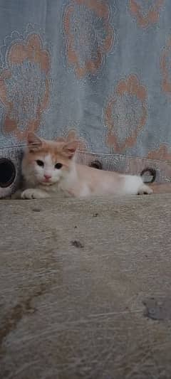 Persian double coat female cat