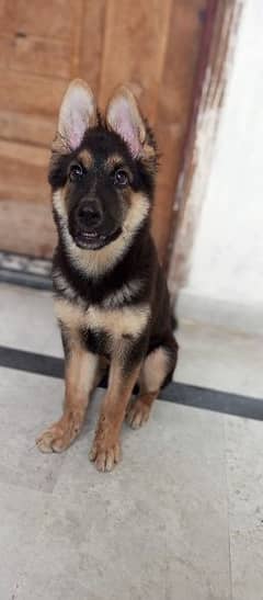 German Shepherd Male Puppy Available