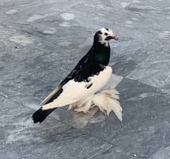 fancy pigeon