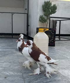 fancy pigeon