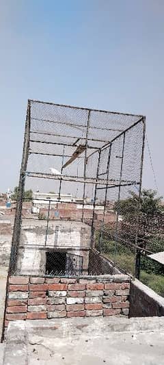 cage for pigeon