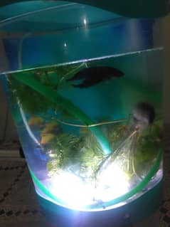 imported aquarium for sell