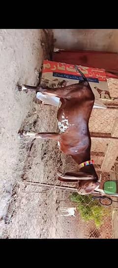 price call py mil jye gi nagri goats 2 or 2 Amarsari kali dabi or kali