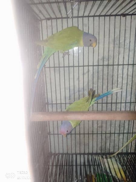 plum head and love birds ready to breed pairs 4