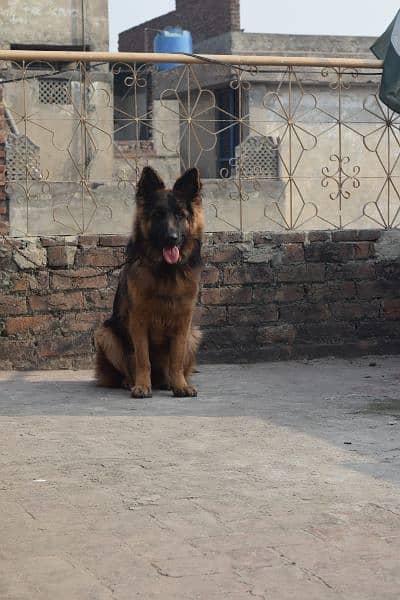 German Shepherd Black Mask Long Coat Non-Pedigree for Sale 0