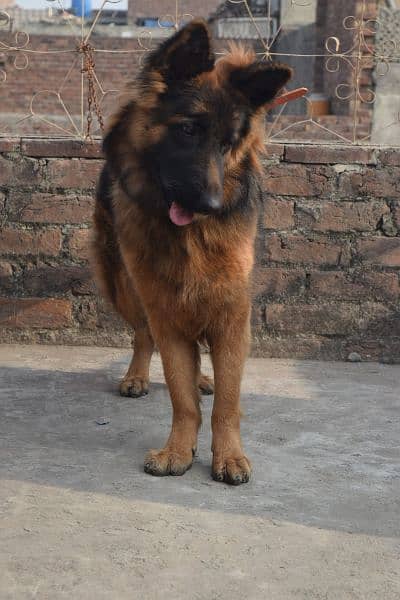 German Shepherd Black Mask Long Coat Non-Pedigree for Sale 1