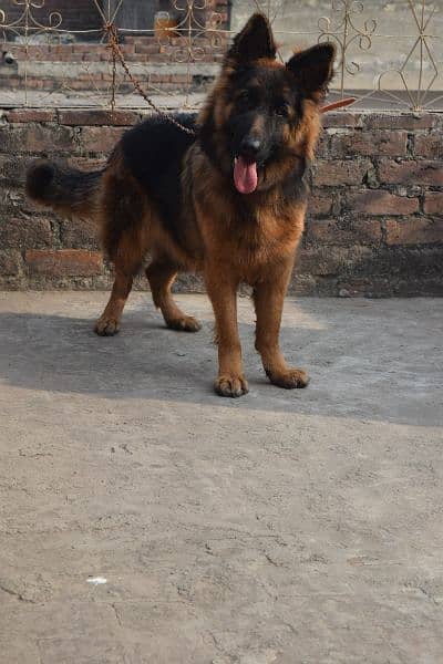 German Shepherd Black Mask Long Coat Non-Pedigree for Sale 2