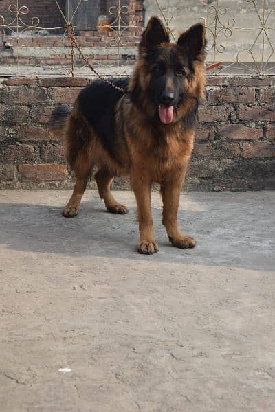 German Shepherd Black Mask Long Coat Non-Pedigree for Sale 3