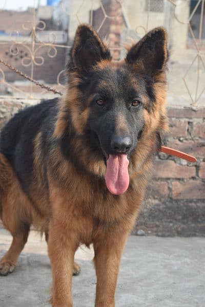 German Shepherd Black Mask Long Coat Non-Pedigree for Sale 4