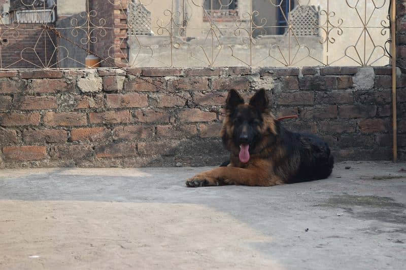 German Shepherd Black Mask Long Coat Non-Pedigree for Sale 5