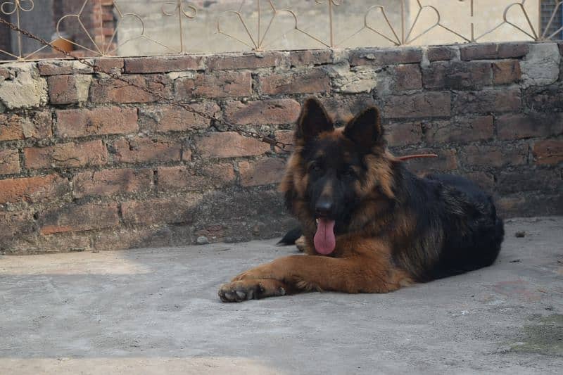 German Shepherd Black Mask Long Coat Non-Pedigree for Sale 6