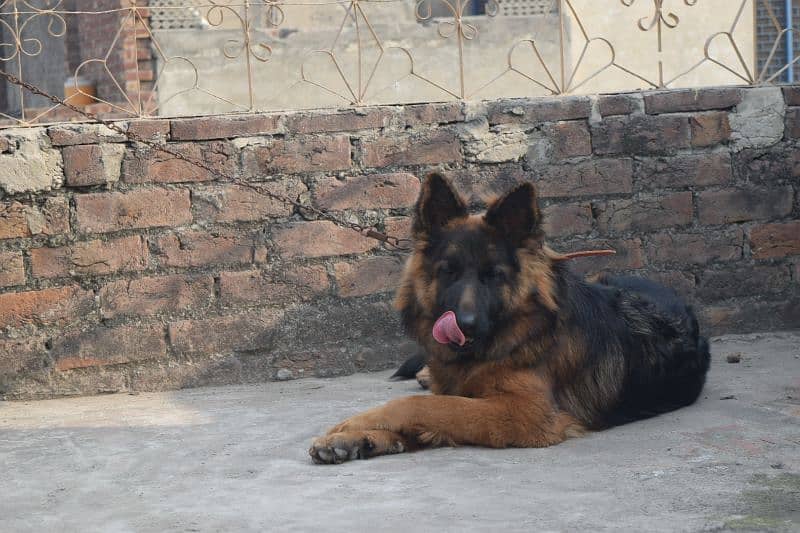 German Shepherd Black Mask Long Coat Non-Pedigree for Sale 7