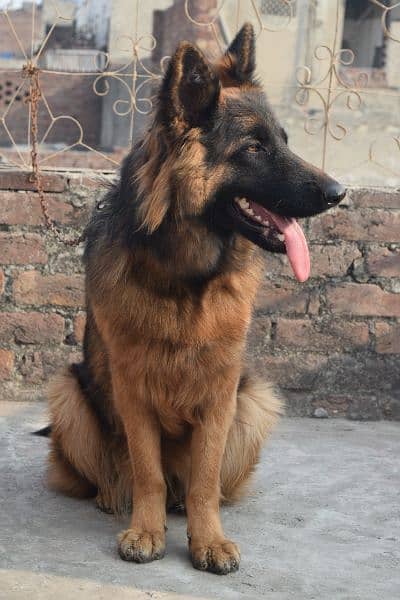 German Shepherd Black Mask Long Coat Non-Pedigree for Sale 9