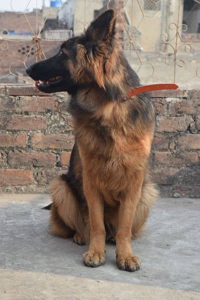 German Shepherd Black Mask Long Coat Non-Pedigree for Sale 10