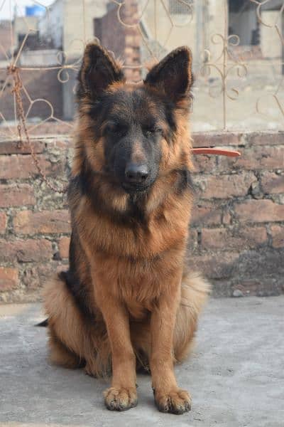 German Shepherd Black Mask Long Coat Non-Pedigree for Sale 11