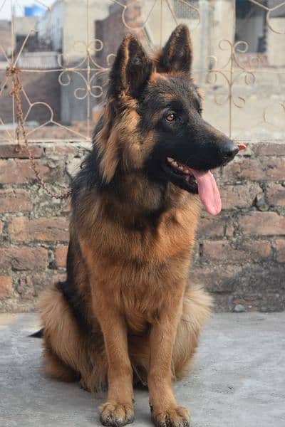 German Shepherd Black Mask Long Coat Non-Pedigree for Sale 12