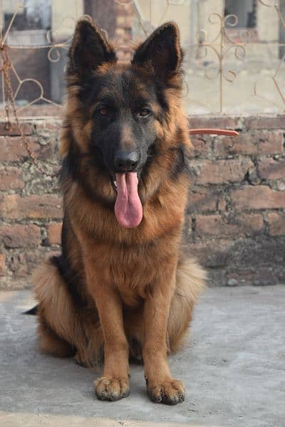 German Shepherd Black Mask Long Coat Non-Pedigree for Sale 13