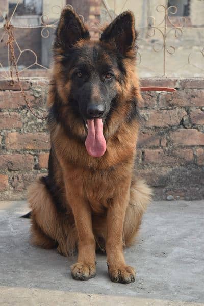 German Shepherd Black Mask Long Coat Non-Pedigree for Sale 14