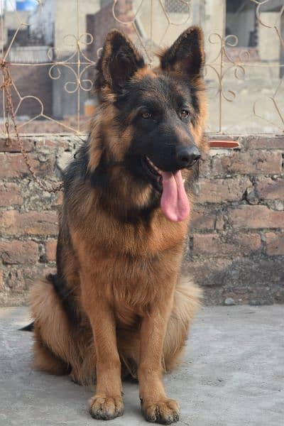 German Shepherd Black Mask Long Coat Non-Pedigree for Sale 15