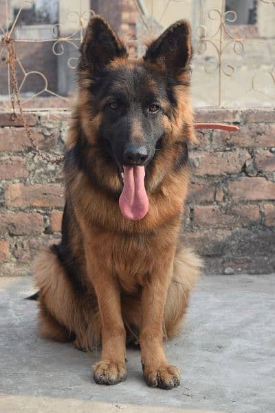 German Shepherd Black Mask Long Coat Non-Pedigree for Sale 16