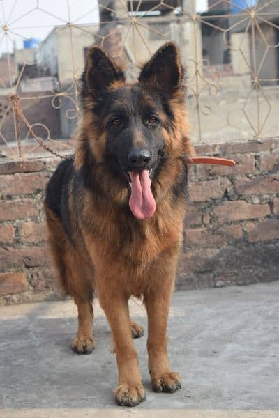 German Shepherd Black Mask Long Coat Non-Pedigree for Sale 18