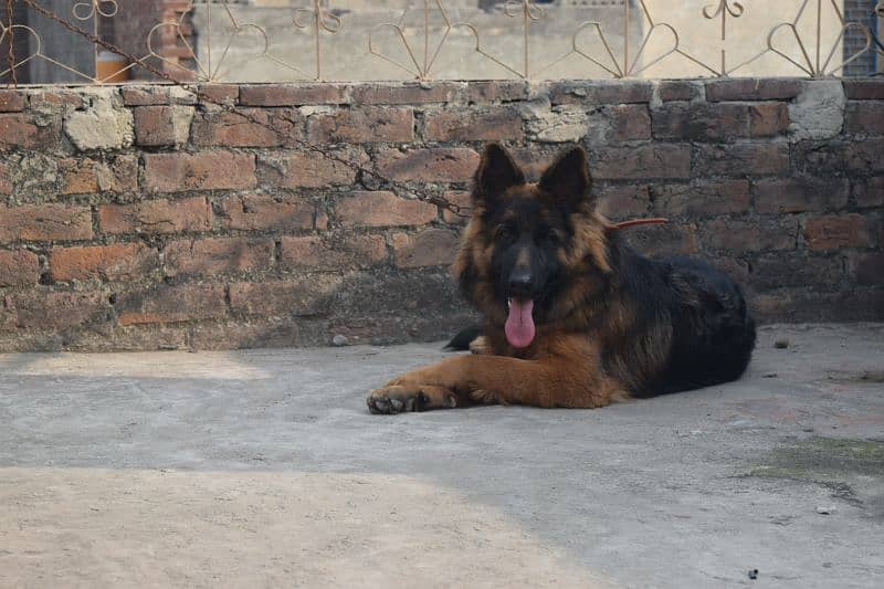 German Shepherd Black Mask Long Coat Non-Pedigree for Sale 19