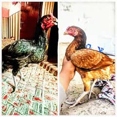 Best quality aseel females for sale