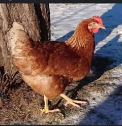 lomon brown hens starter for sale