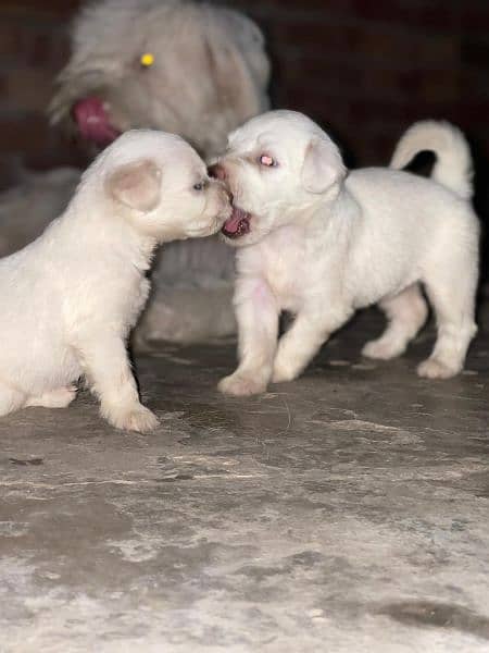 poodle puppies 1