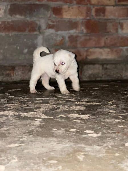 poodle puppies 2